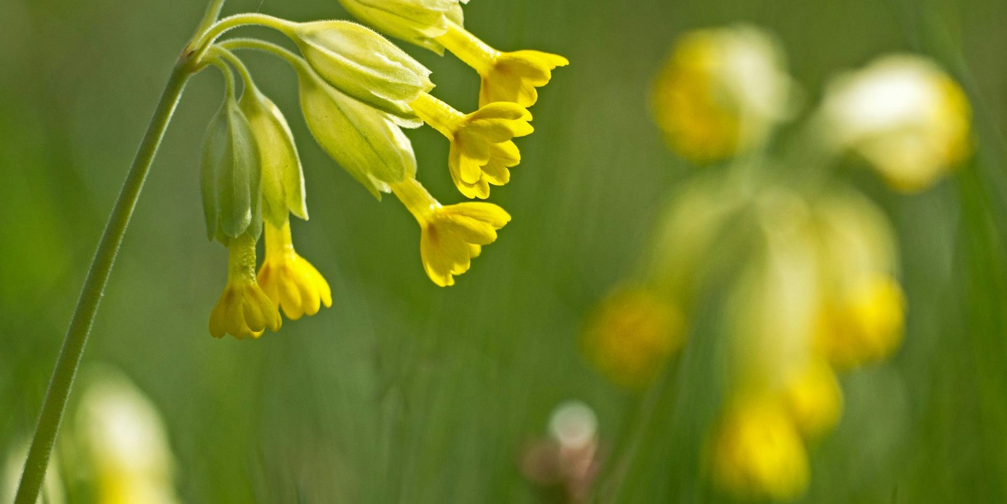 Schluesselblume
