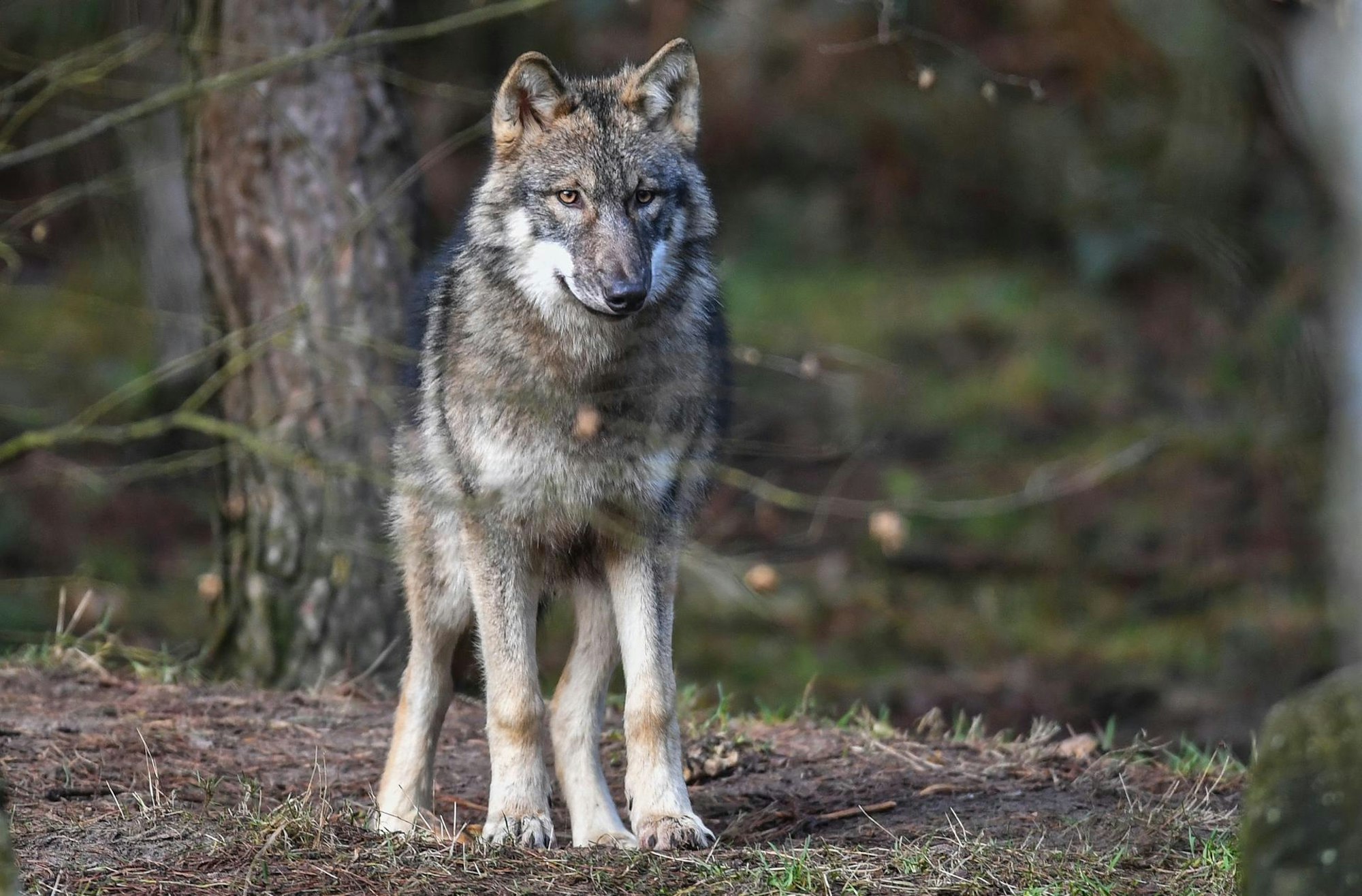 Wolf_14022020