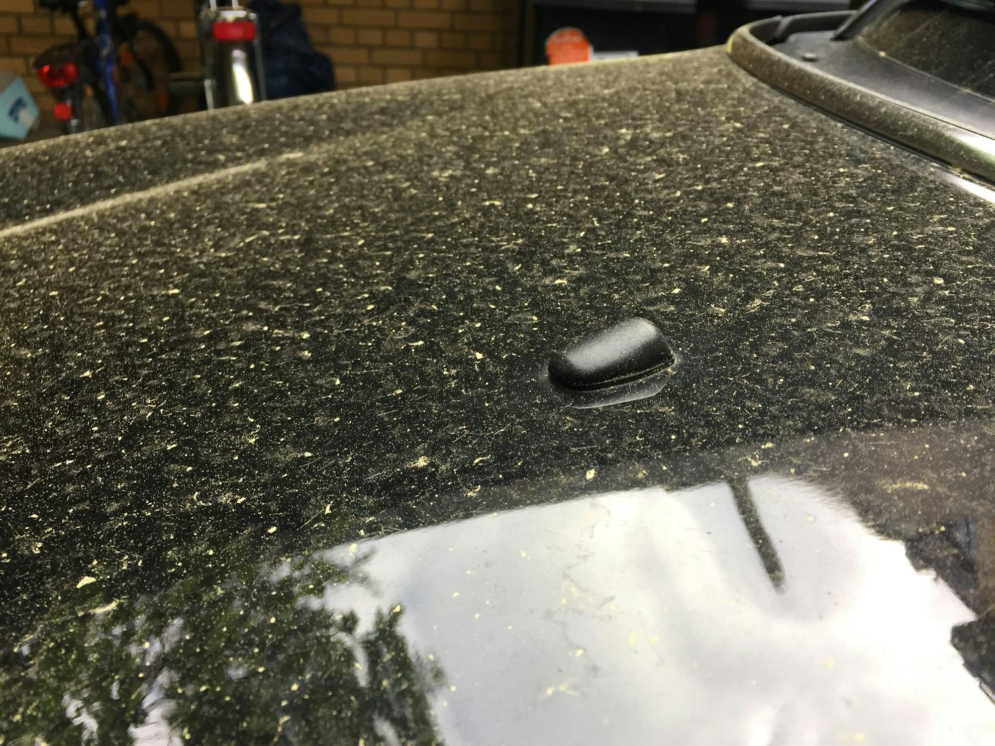 pollen2