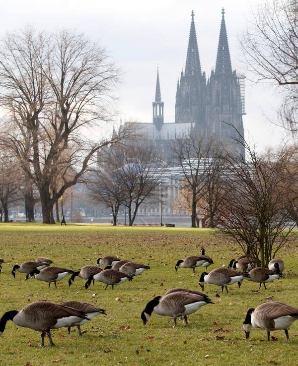 Zahlreiche Gänse picken auf einem Rasen, im Hintergrund ist der Kölner Dom.