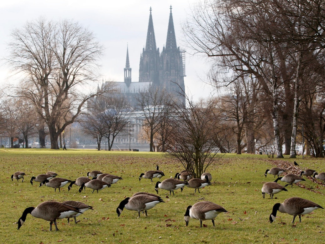 Zahlreiche Gänse picken auf einem Rasen, im Hintergrund ist der Kölner Dom.