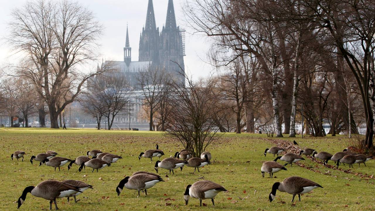 Zahlreiche Gänse picken auf einem Rasen, im Hintergrund ist der Kölner Dom.