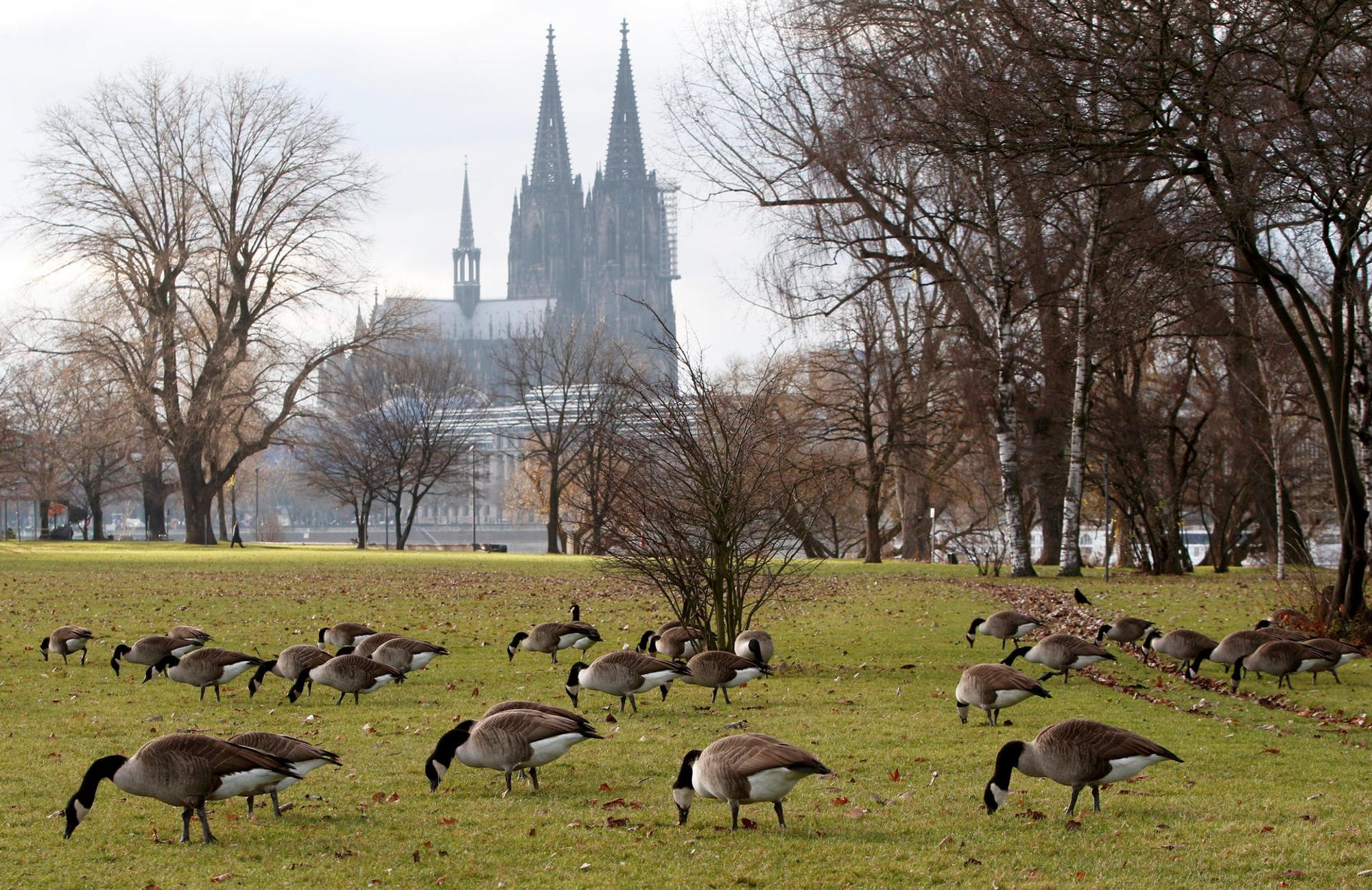 MDS-KSTA-2016-12-20-191216rheinpark07 (2)