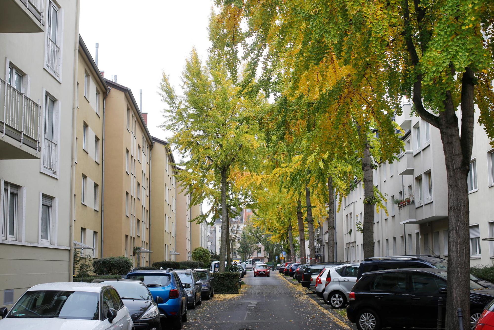 Ginkobaeume_tb