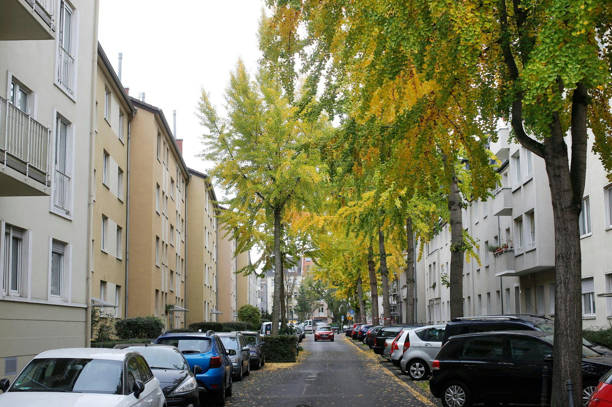 Ginkobaeume_tb
