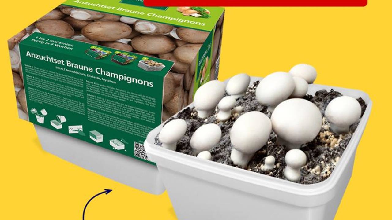 aldi_pilze