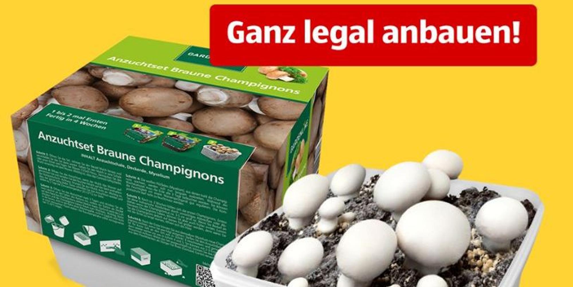 aldi_pilze