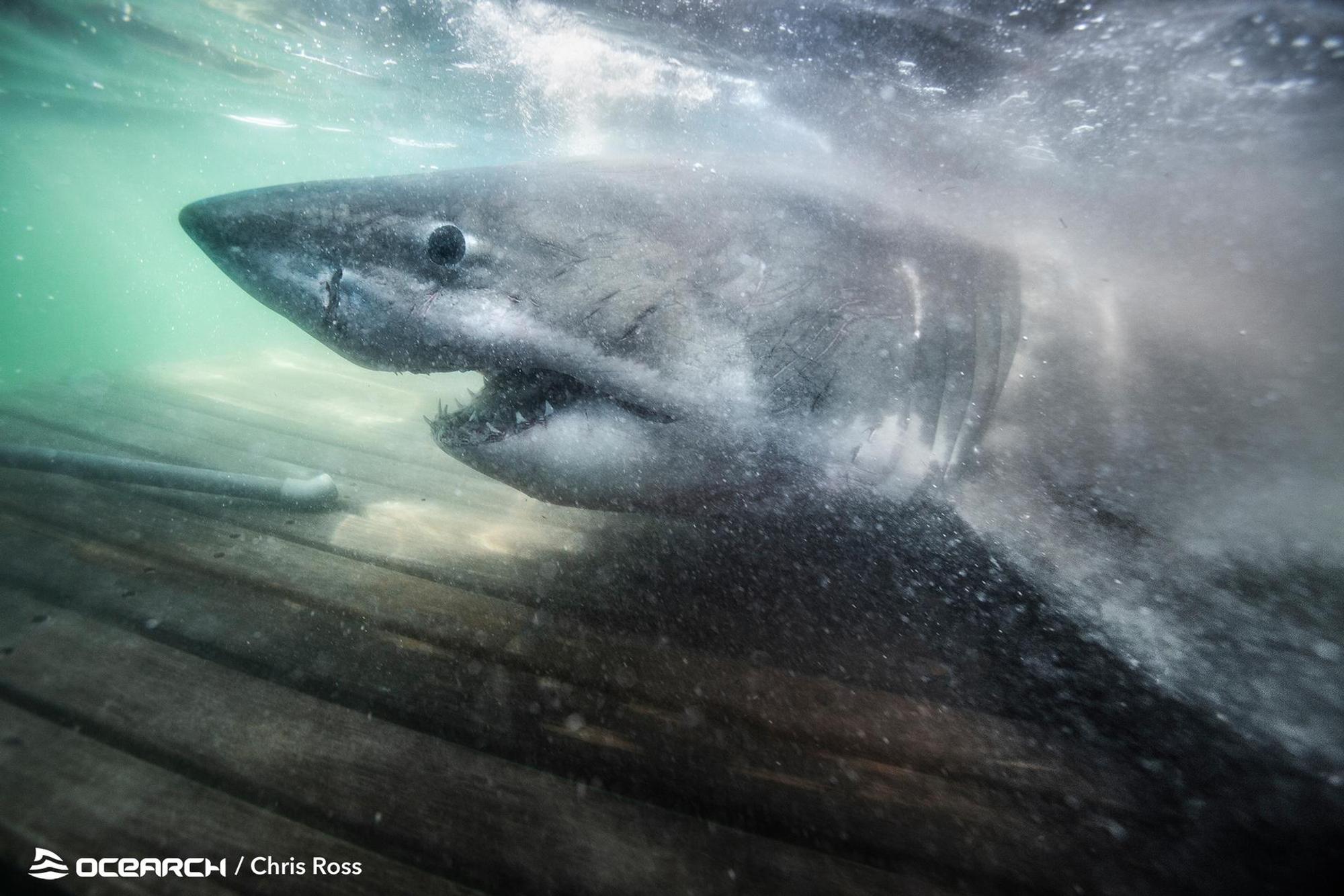 OCEARCH_Weißer_Hai_Nukumi