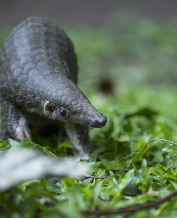 Pangolin_Malaysia