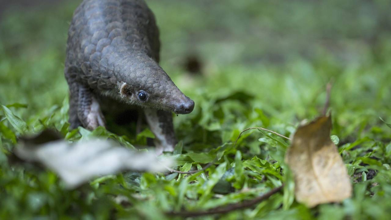 Pangolin_Malaysia