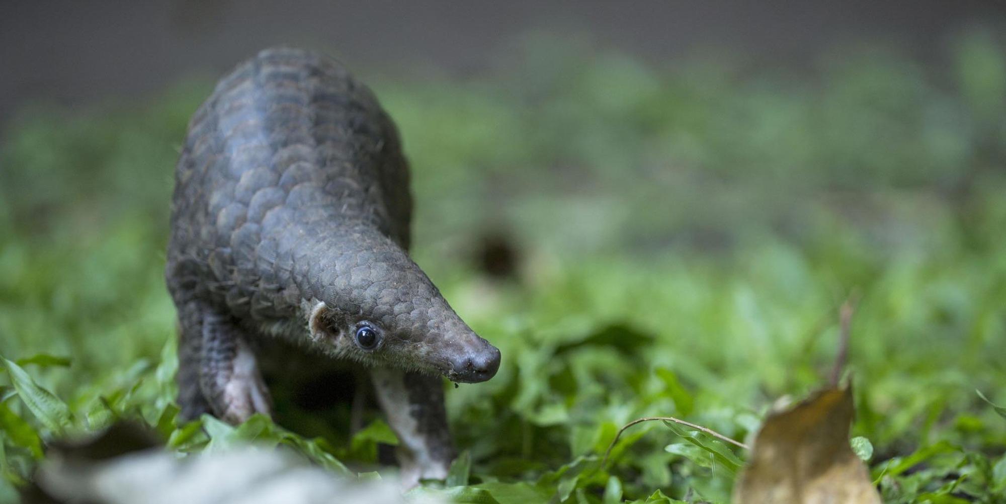 Pangolin_Malaysia