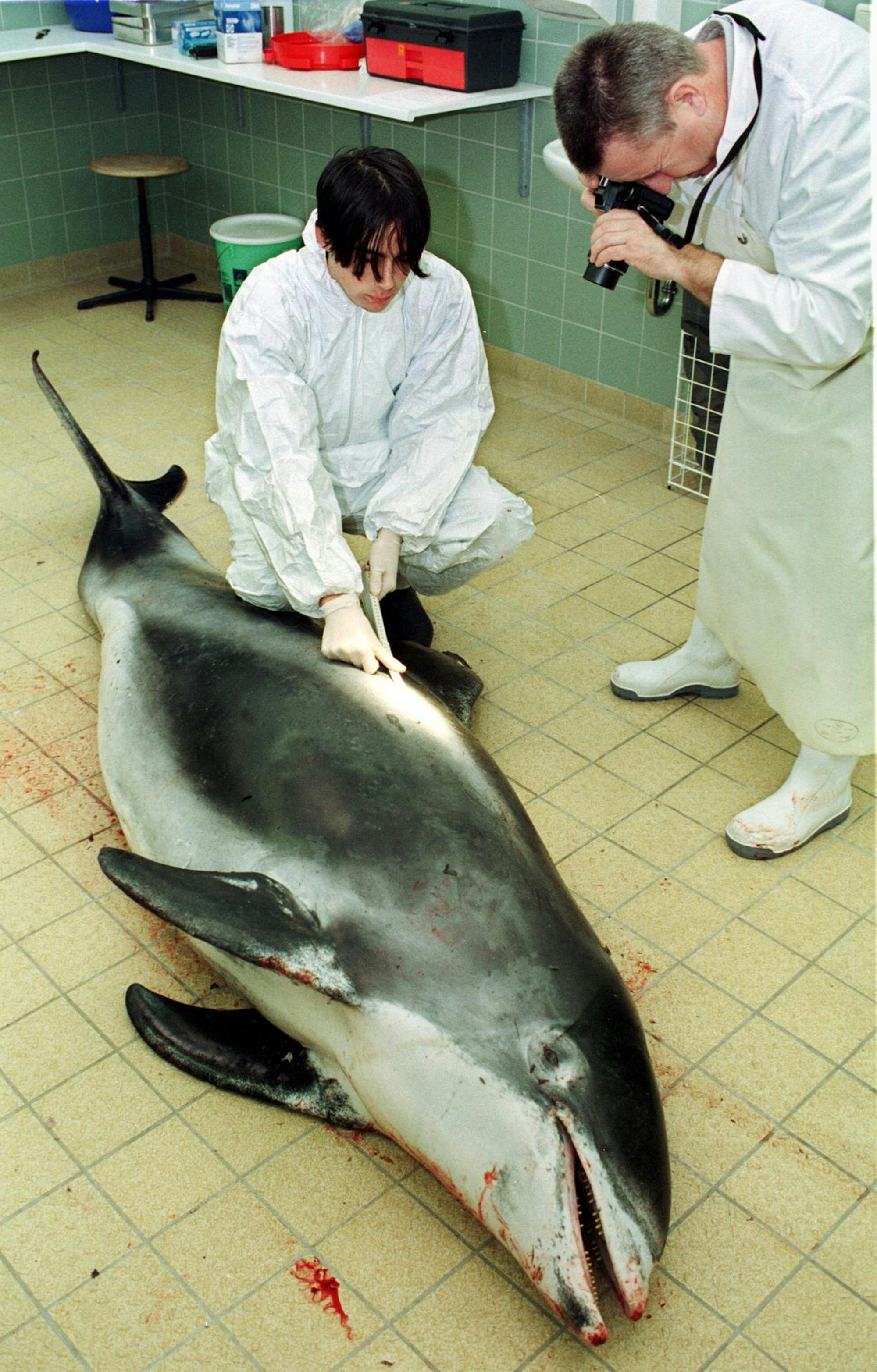 weißschnauzendelfin deutschland