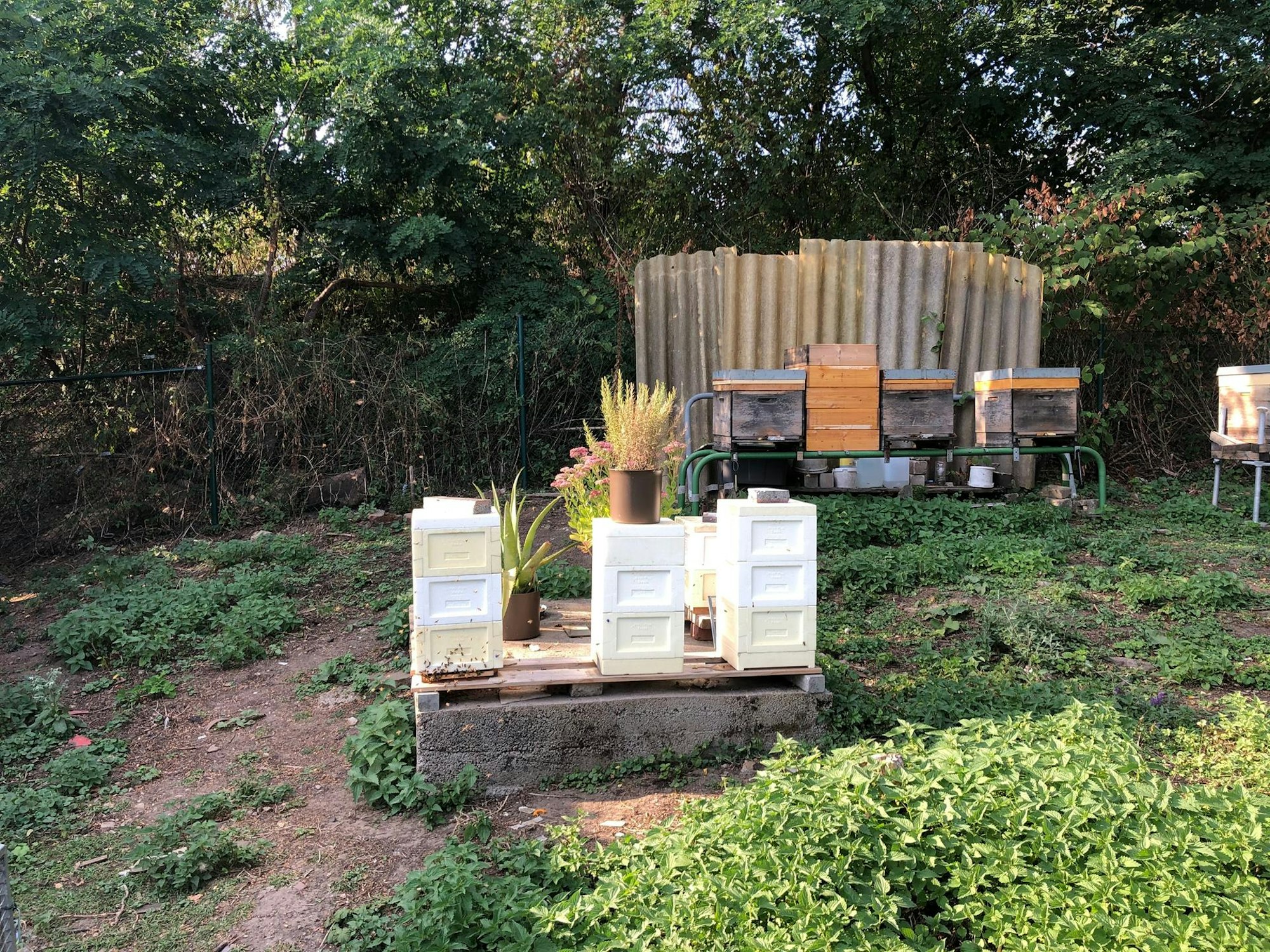 Bienenkästen_NEU