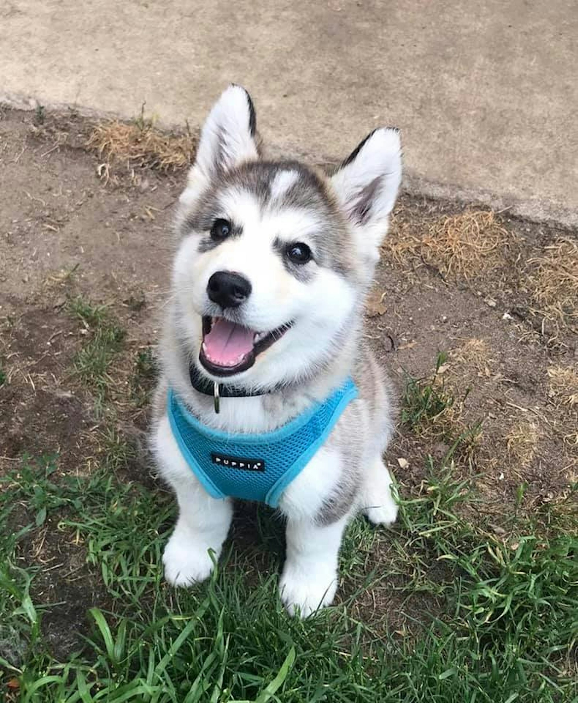 Sky-Husky